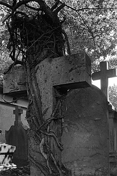 Photograph from a cemetery